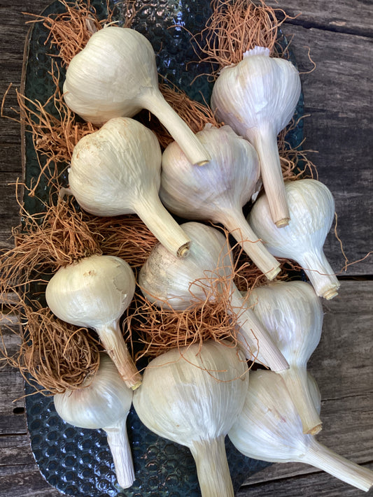 German Hardy Garlic